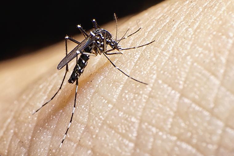 Brasil: Instituto Butantan solicita el registro de su vacuna contra el dengue
