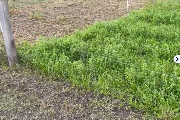 Niño tocó un tejido con electricidad y recibió «una descarga muy importante»; enfermera local le salvó la vida en Canelones