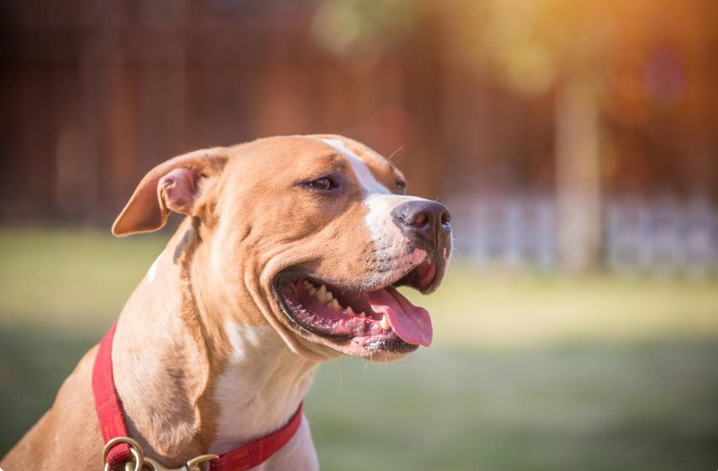 Mujer está grave en Salto luego de ser mordida en una pierna por un perro