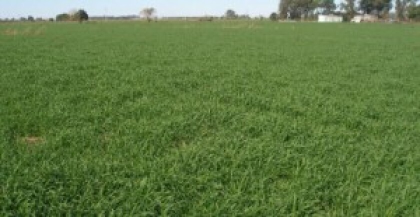 La Sociedad Rural de Río Negro dio a conocer datos de interés productivo